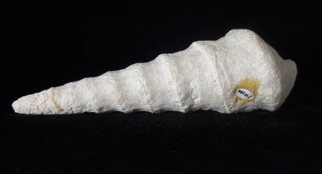 Eunerinea defrancei (DESHAYES 1833) - Bild © FossNet FossilienStore